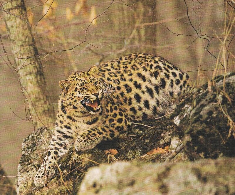Leopard on a Rock — Brown, Alert, Autumn