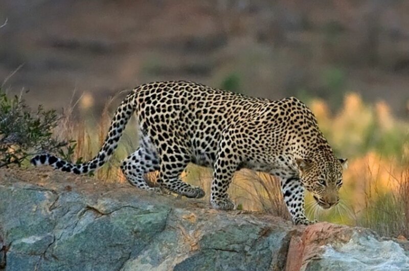 Leopard on a Rock — Brown, Alert, Sunset