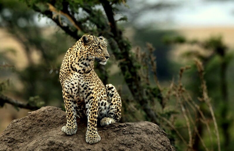 Leopard on a Rock — Brown, Alert