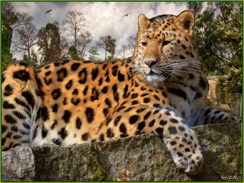 Leopard on a Rock — Brown, Calm, Afternoon