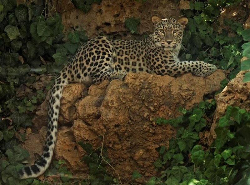 Leopard on a Rock — Brown, Calm