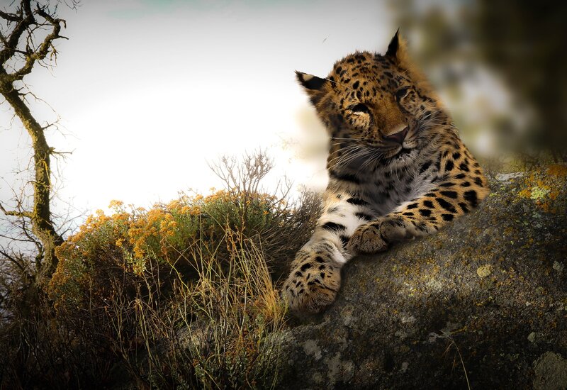 Leopard on a Rock — Brown, Dramatic, Afternoon