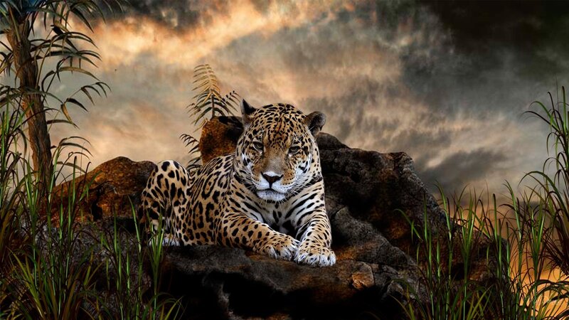 Leopard on a Rock — Brown, Dramatic, Sunset, Digital Art, Grass, Plant