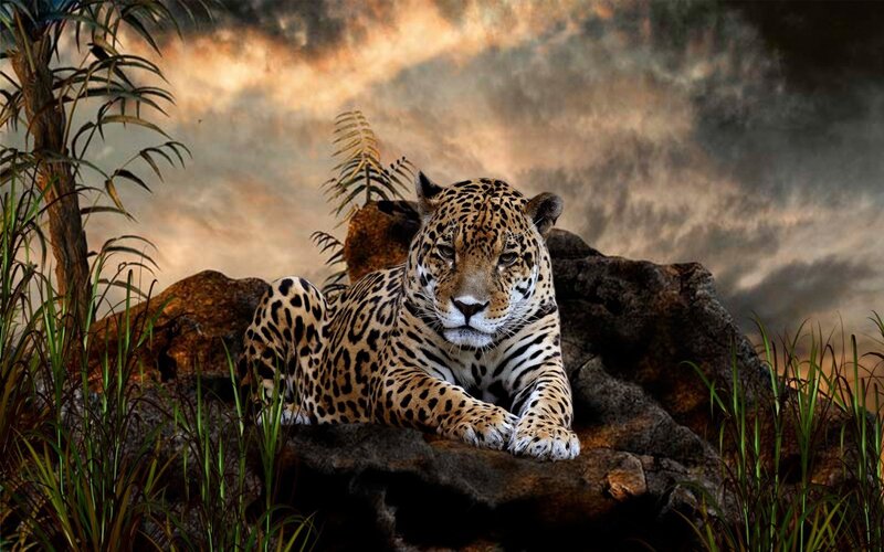 Leopard on a Rock — Brown, Dramatic, Sunset, Digital Art, Plant