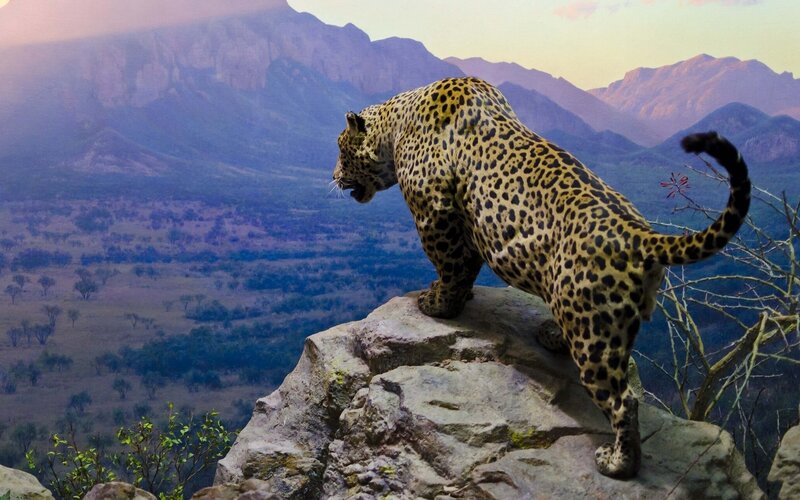 Leopard on a Rock — Brown, Dramatic, Sunset, Photograph