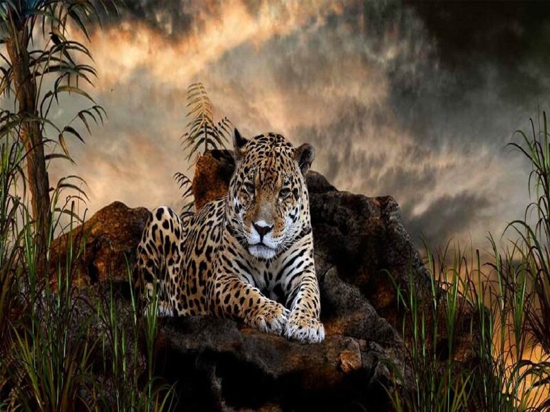 Leopard on a Rock — Brown, Dramatic, Sunset