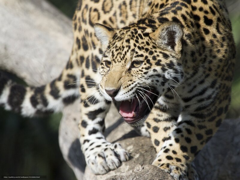 Leopard on a Rock — Brown, Intense
