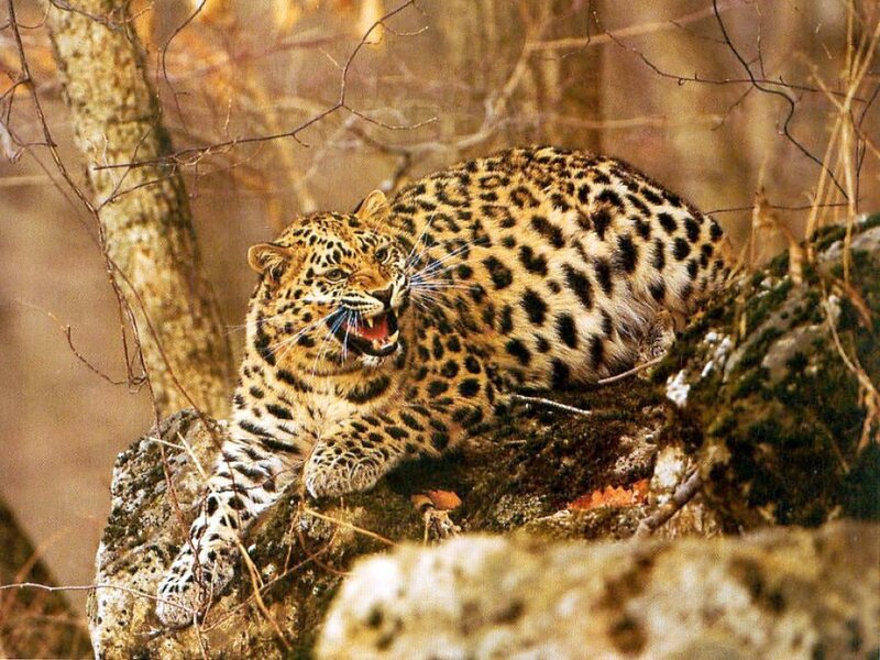 Leopard on a Rock — Brown