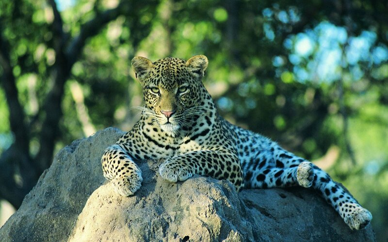 Leopard on a Rock — Green, Calm, Afternoon, Photograph