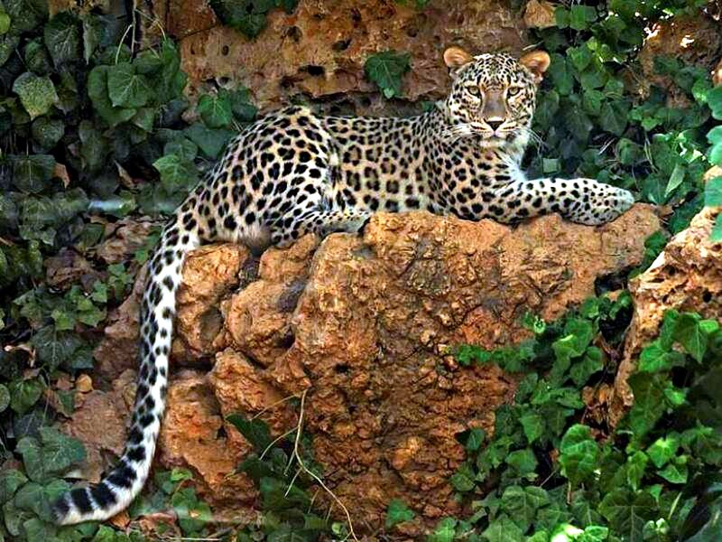 Leopard on a Rock — Green, Calm, Afternoon