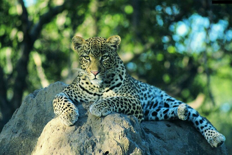 Leopard on a Rock — Green, Calm
