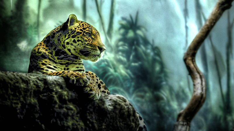 Leopard on a Rock — Green