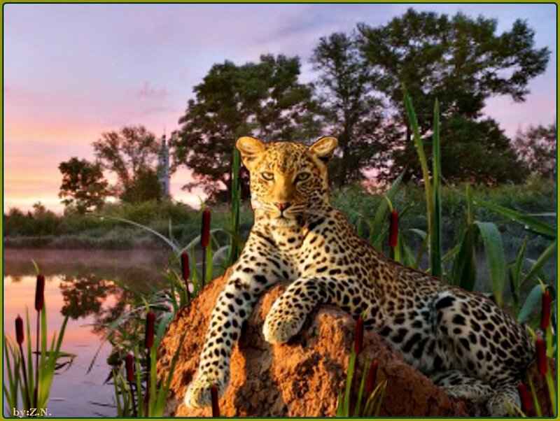 Leopard on a Rock — Orange, Serene