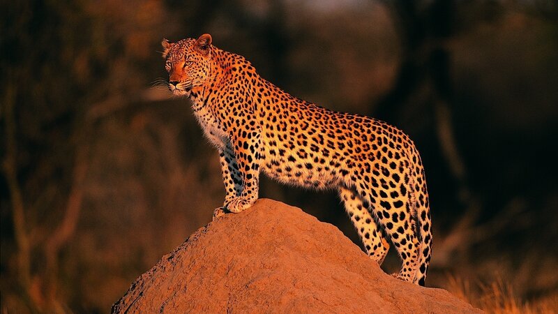 Leopard on a Rock — Orange