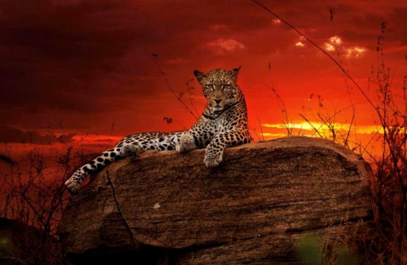 Leopard on a Rock — Red, Dramatic, Sunset, Photograph
