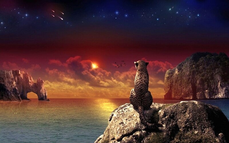 Leopard on a Rock — Red, Dramatic, Sunset