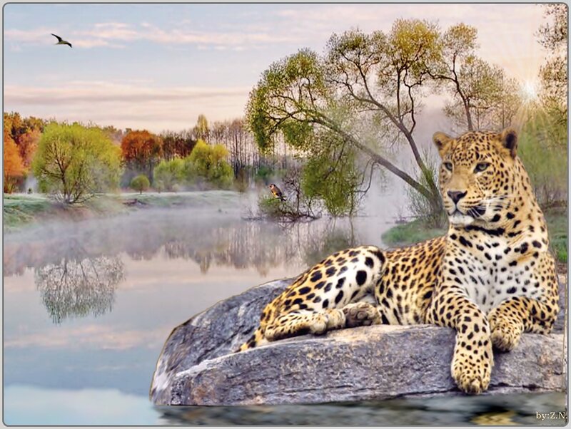 Leopard on a Rock — Yellow