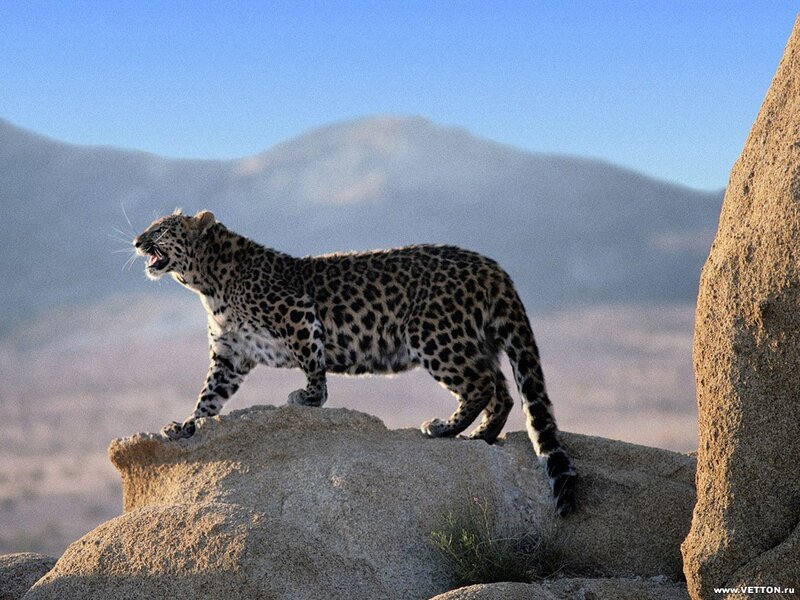 Leopard on a rocky outcrop