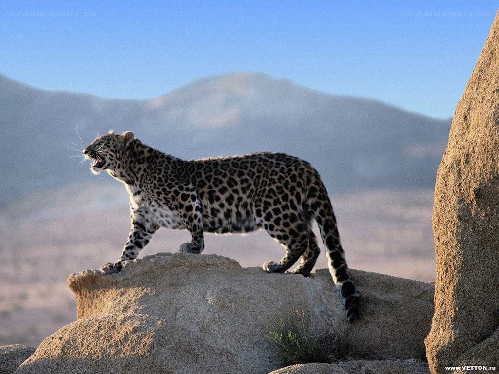 Leopard on a rocky outcrop