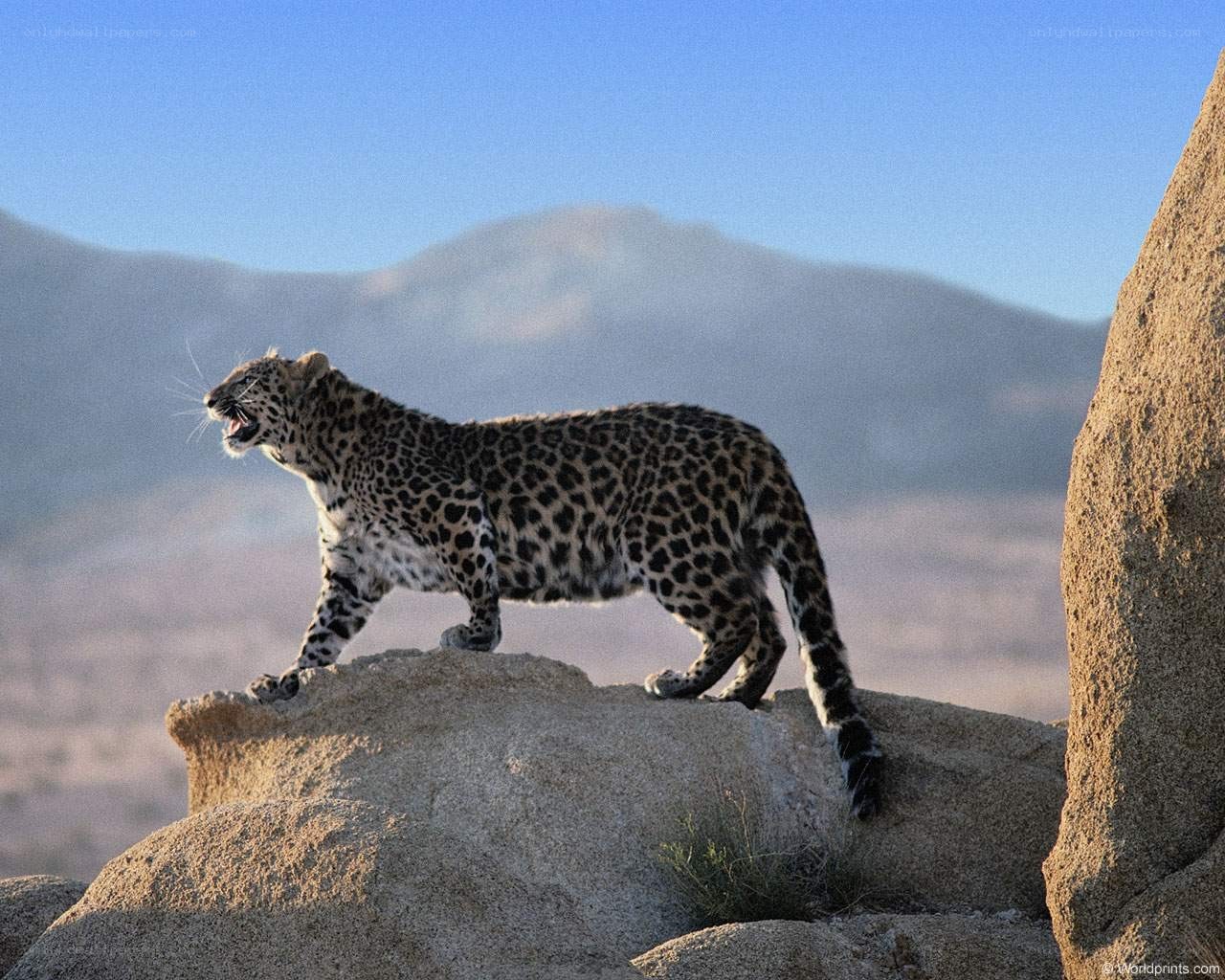 Leopard on a rocky outcrop