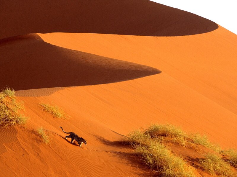 Leopard on a sand dune