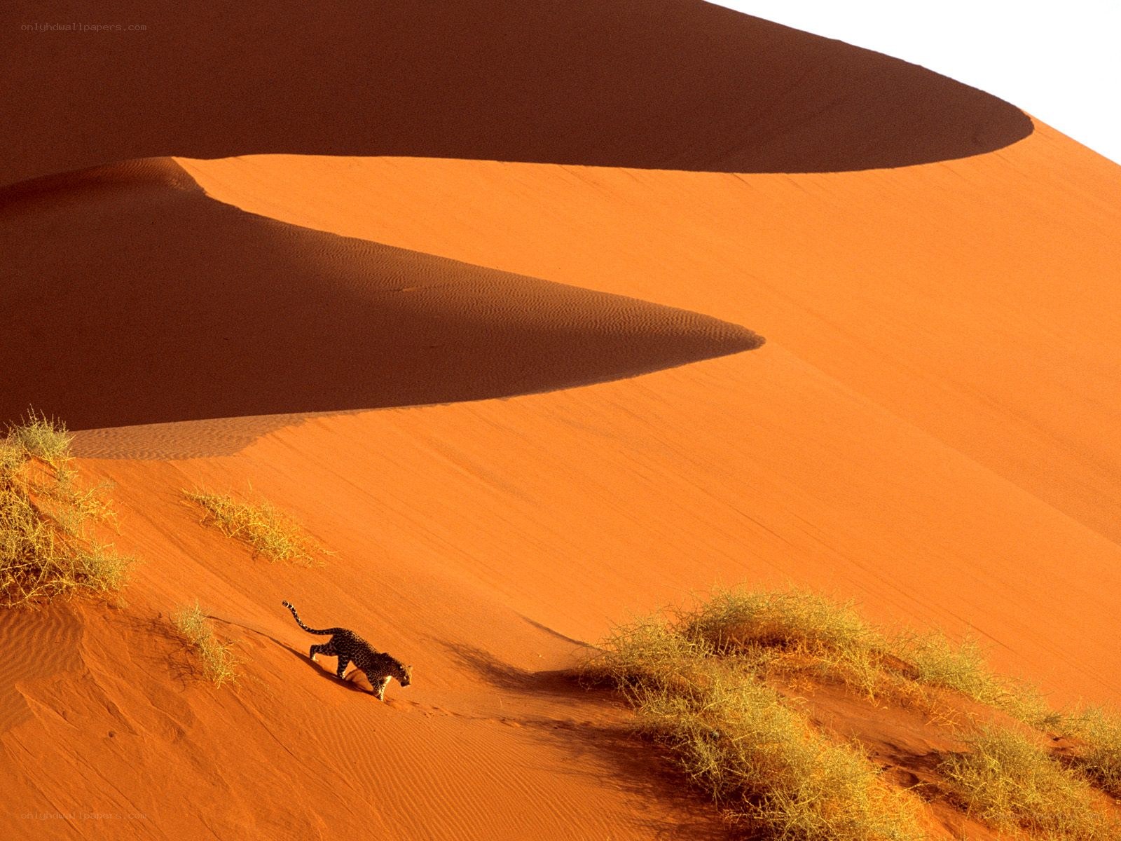 Leopard on a sand dune