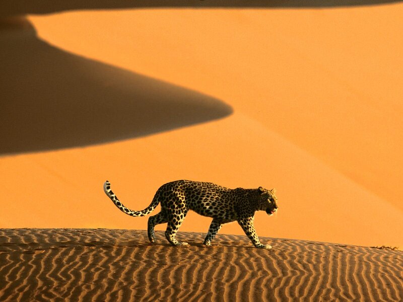 Leopard on a sand dune