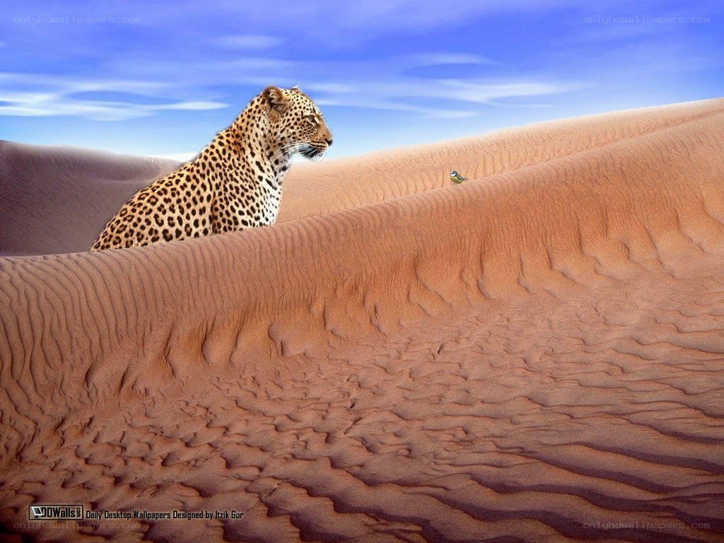 Leopard on a sand dune