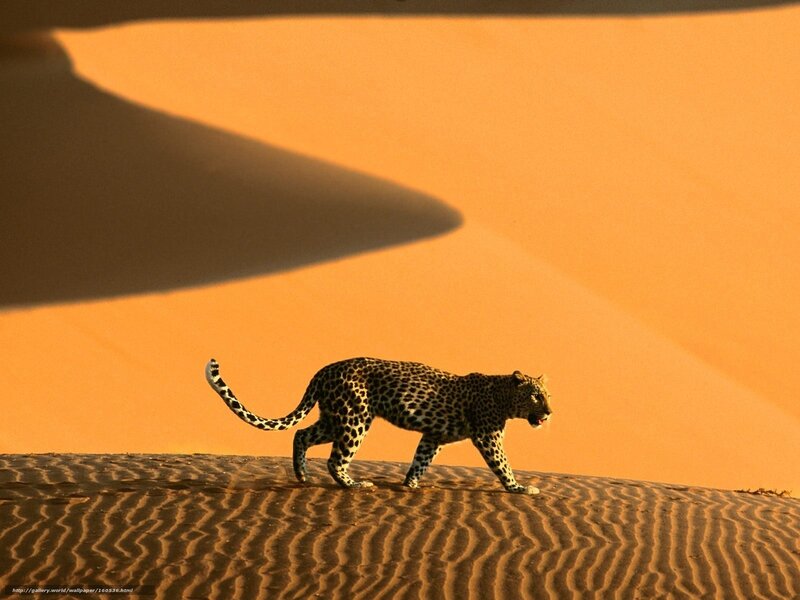 Leopard on a sand dune