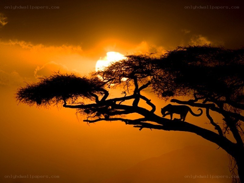 Leopard on a tree at sunset