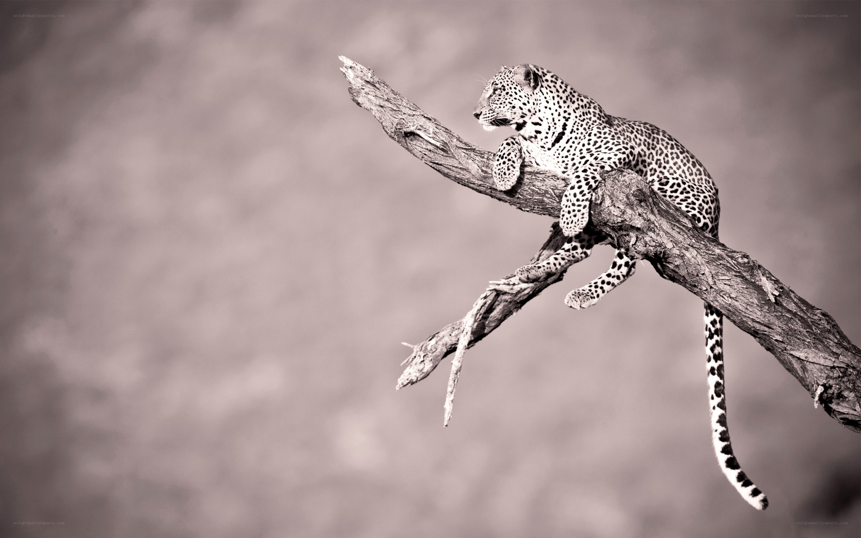 Leopard on a tree branch
