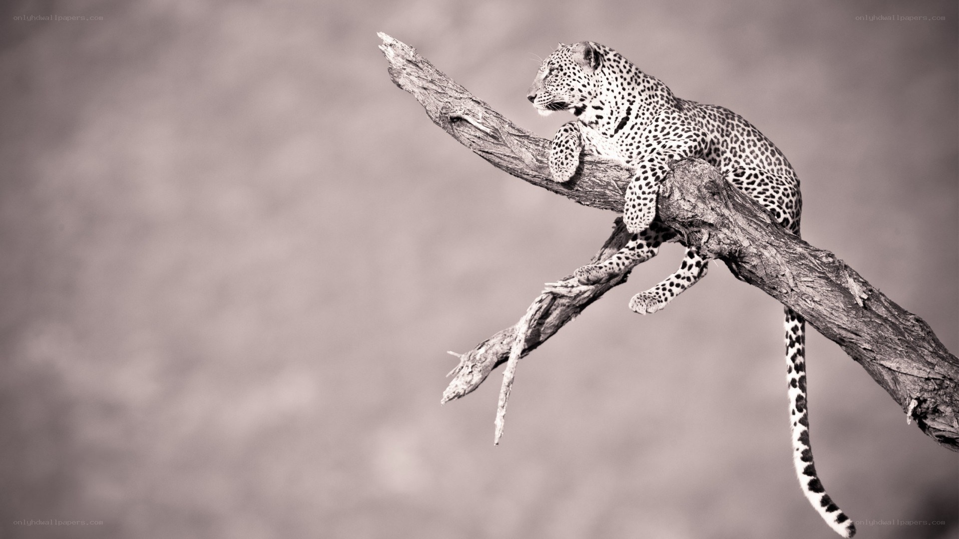 Leopard on a tree branch