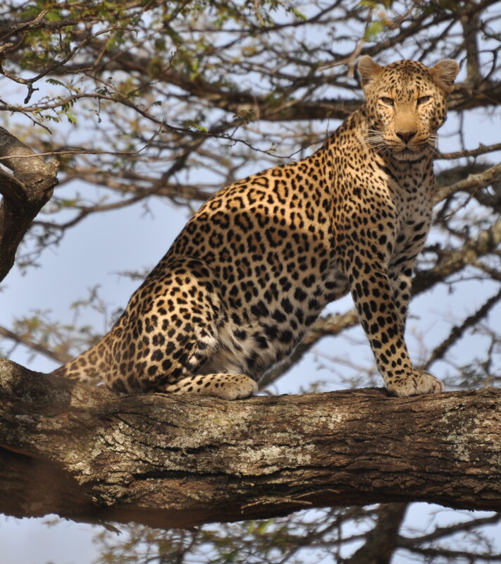 Leopard on a tree branch