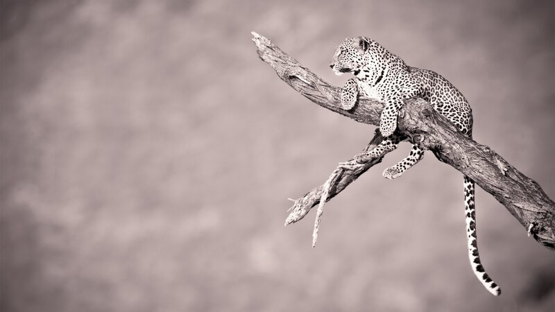 Leopard on a tree branch