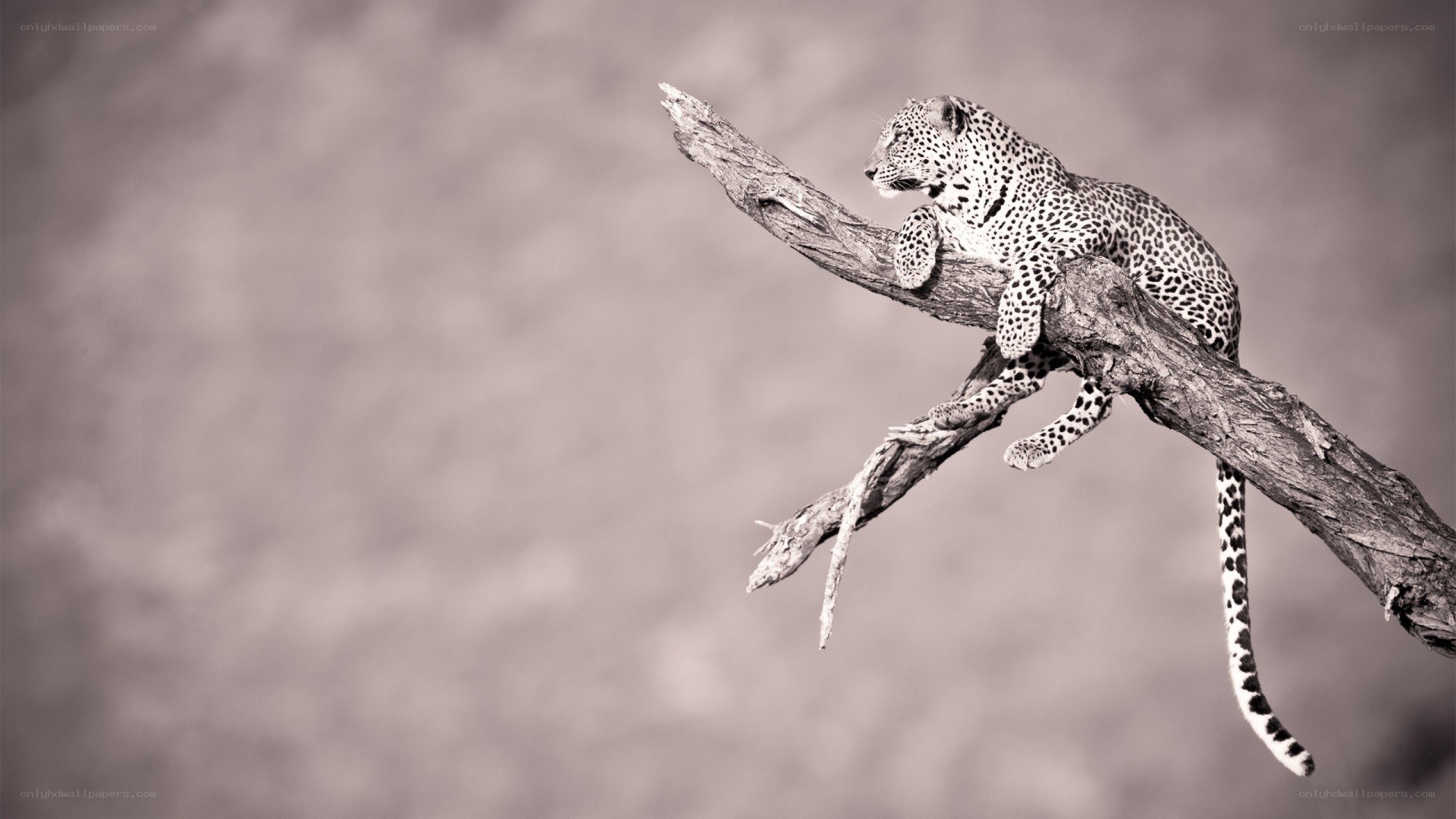 Leopard on a tree branch