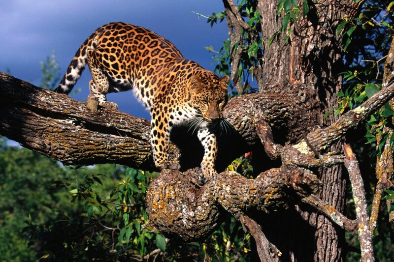 Leopard on a tree branch