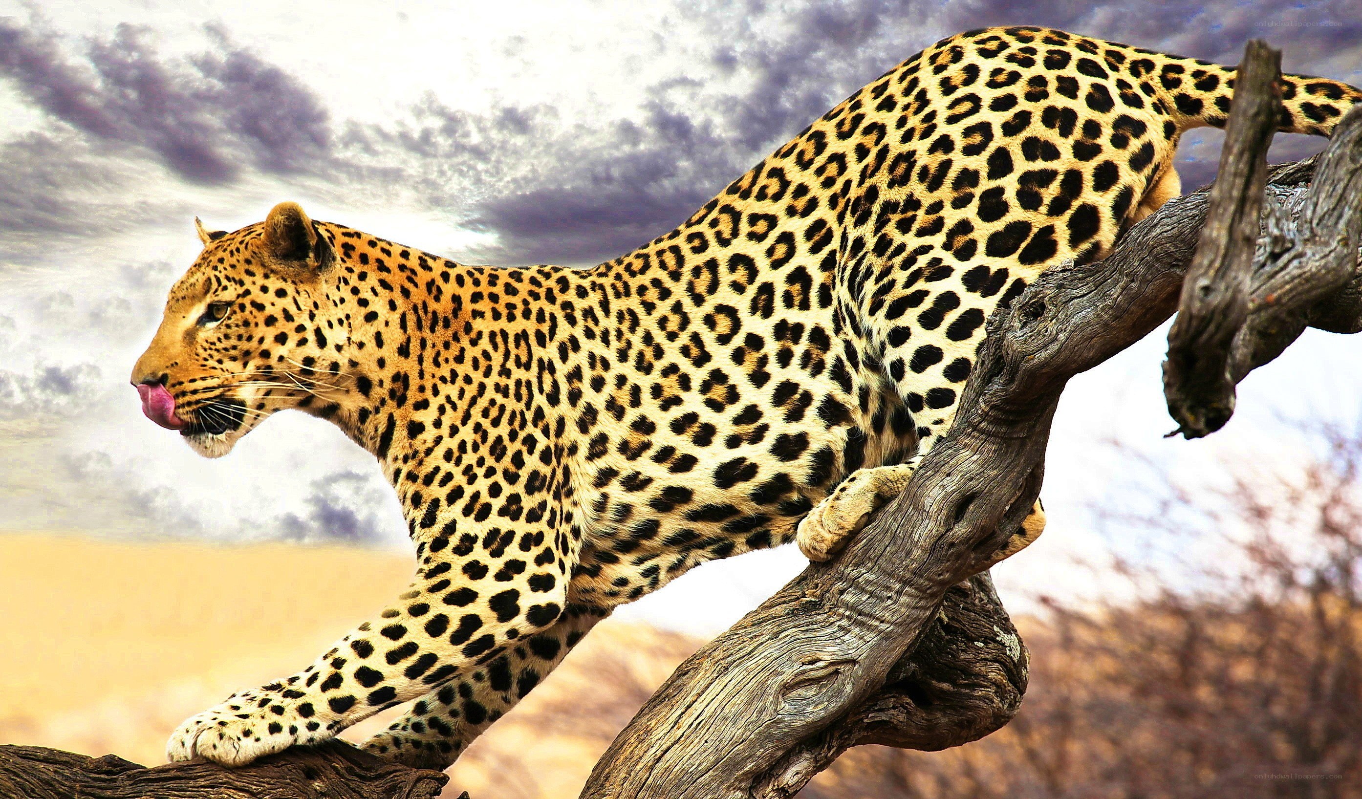Leopard on a tree branch