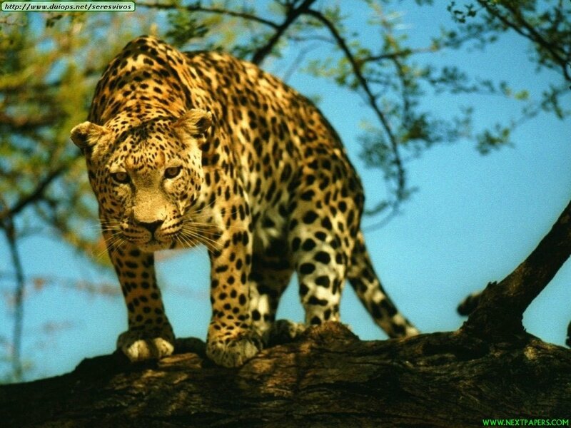 Leopard on a tree branch