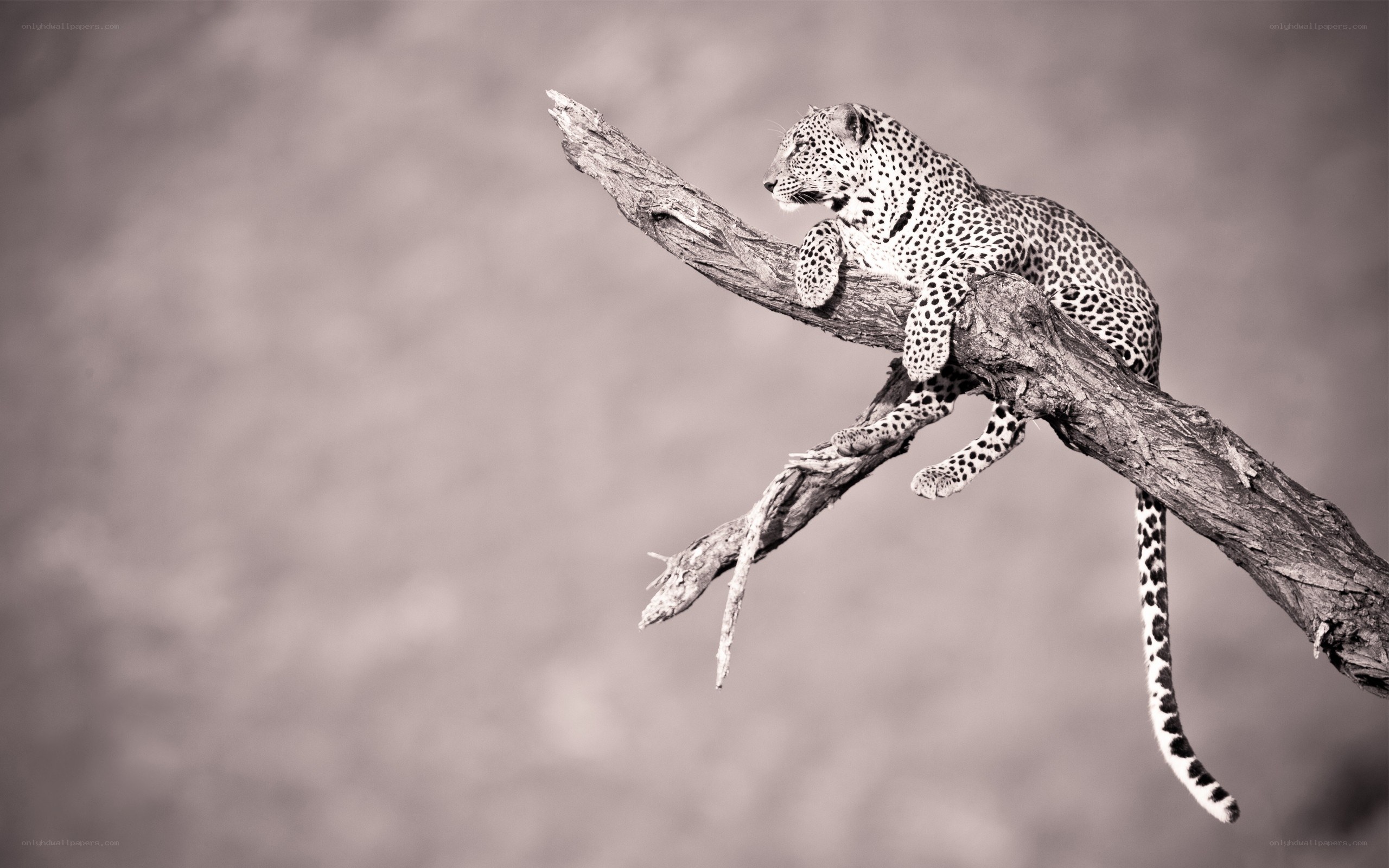 Leopard on a tree branch
