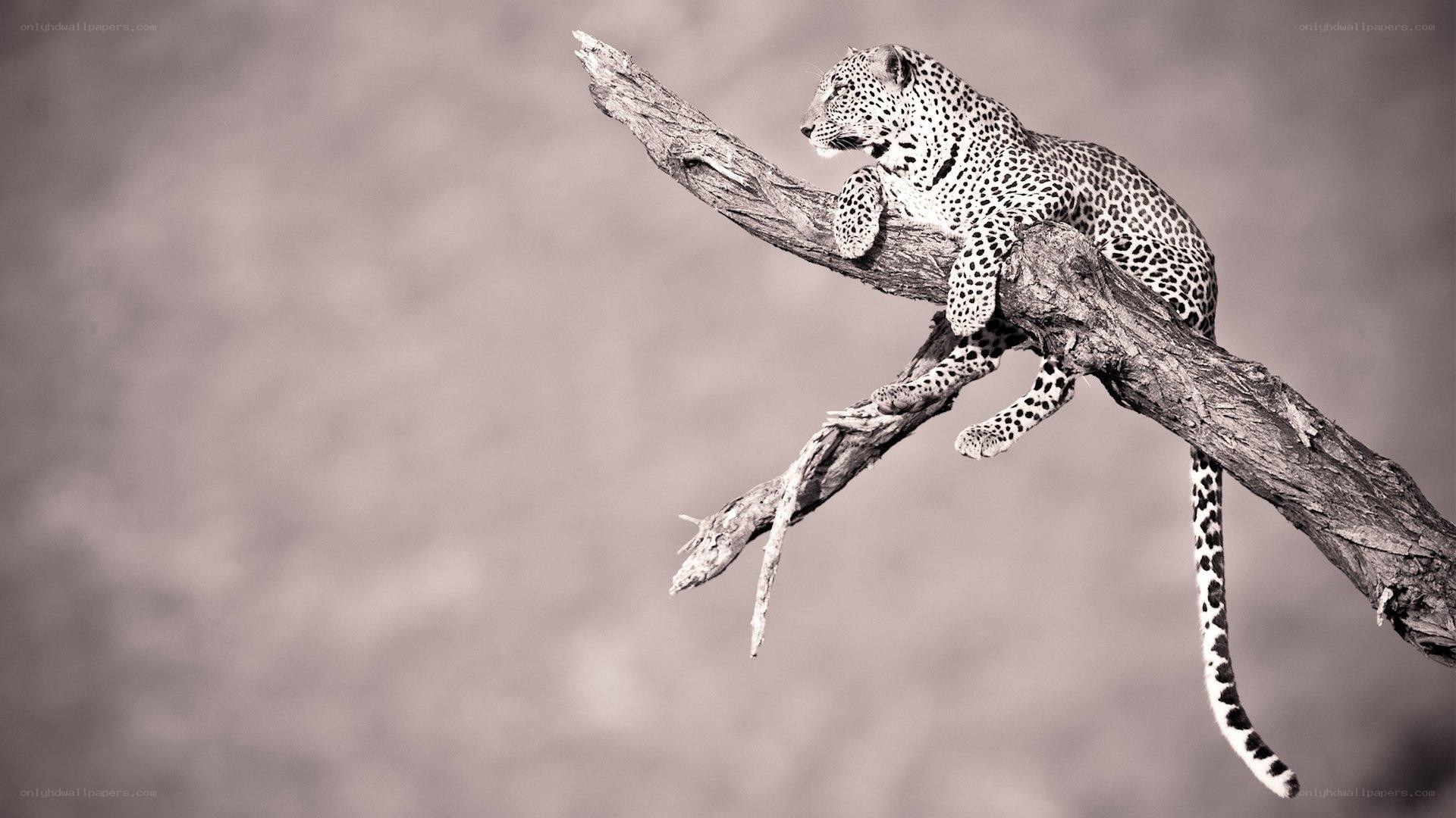 Leopard on a tree branch