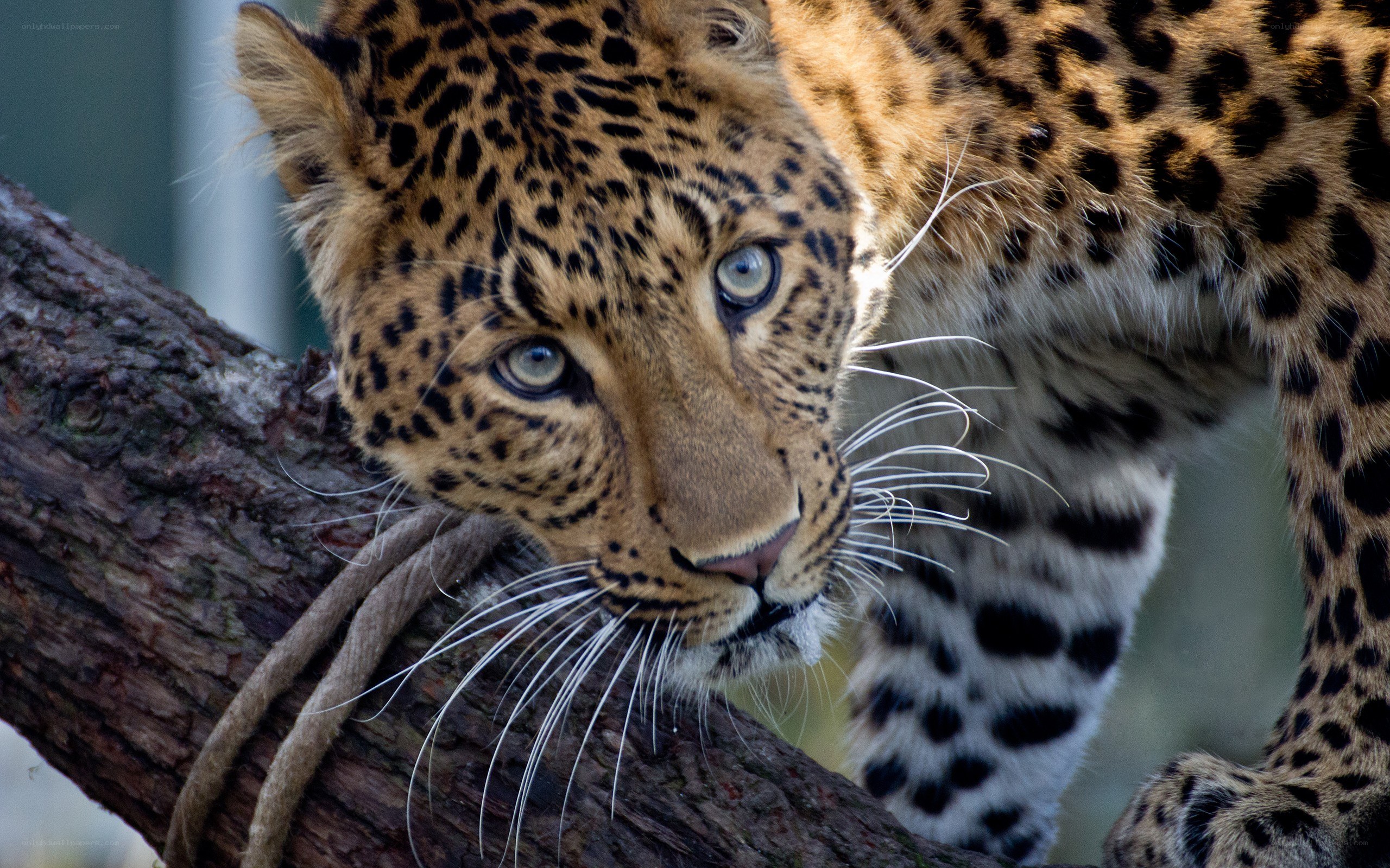 Leopard on a tree branch