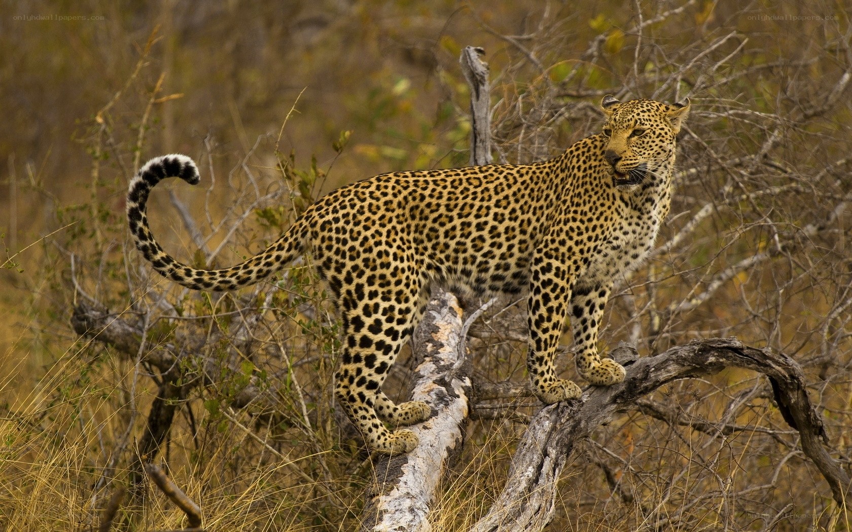Leopard on a tree branch