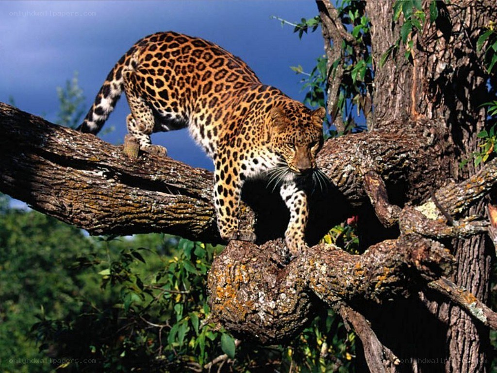 Leopard on a tree branch