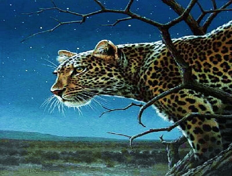 Leopard on a tree branch
