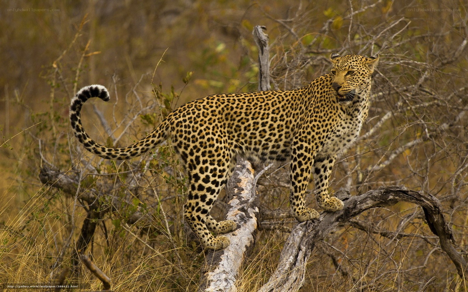 Leopard on a tree branch