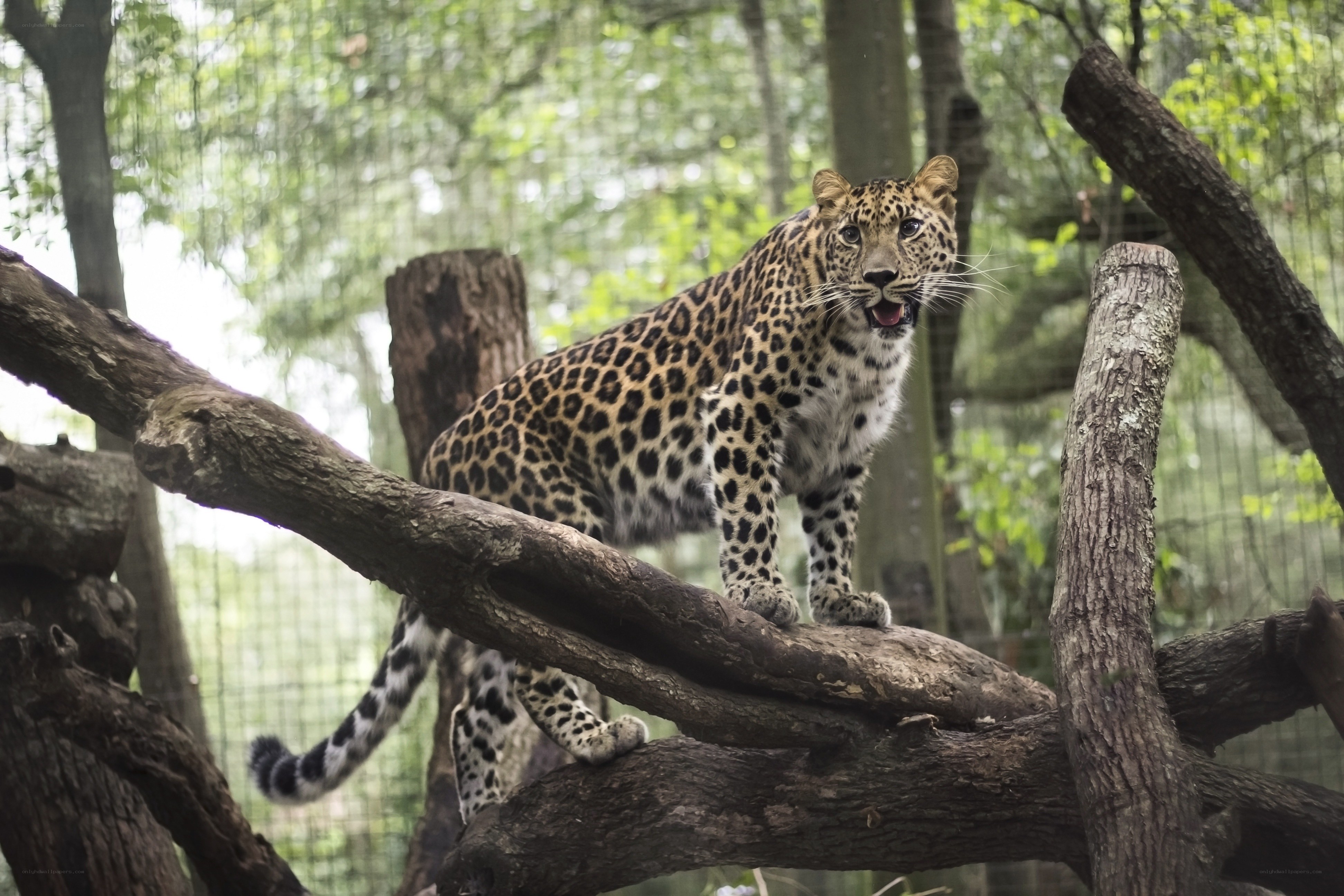 Leopard on a tree branch