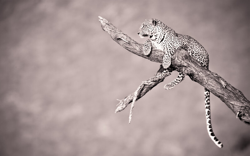 Leopard on a Tree Branch — Black