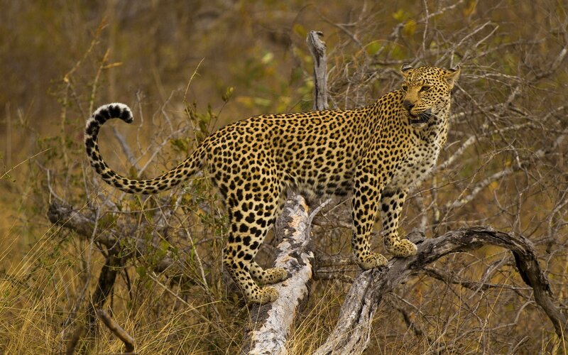 Leopard on a Tree Branch — Brown, Alert, Afternoon, Photograph
