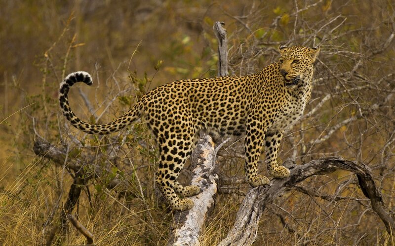 Leopard on a Tree Branch — Brown, Alert, Afternoon