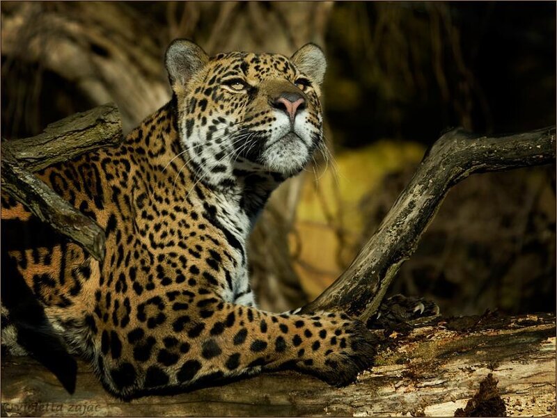 Leopard on a Tree Branch — Brown, Alert, Photograph